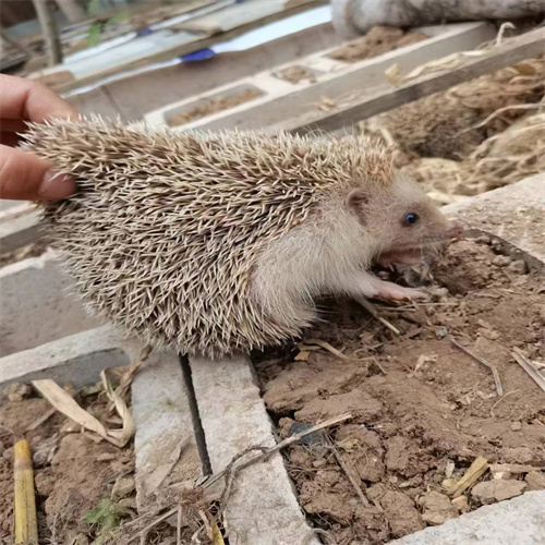 山东养殖刺猬的正确流程