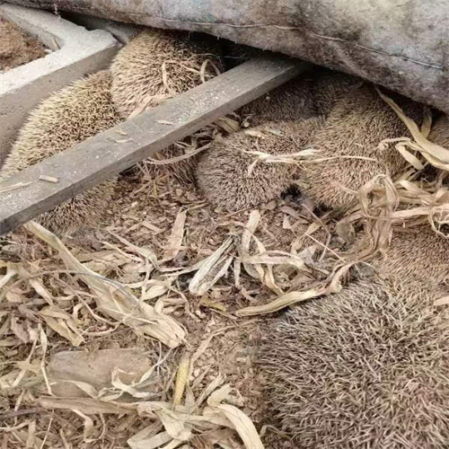 刺猬哪里可以买到