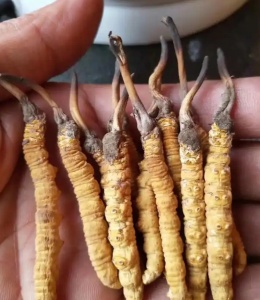 江津高价收购整件茅台酒