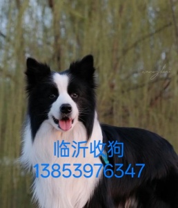 临沂收狗回收宠物狗电话