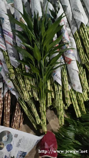 海南富贵竹种植日常管理与采收 海南富贵竹种植日常管理与采收