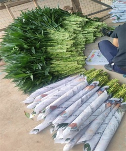 海南富贵竹的生长特性