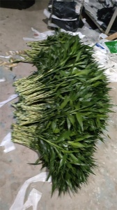 海南观音竹出售价格多少？