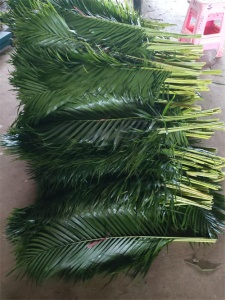 海南鱼尾叶应用价值