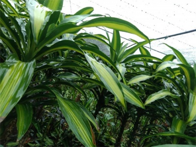 海南巴西叶种植挑战与机遇并存