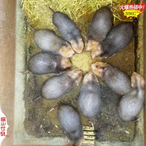 福建500对红颊竹鼠种苗场价格 福建龙岩上杭竹鼠养殖基地