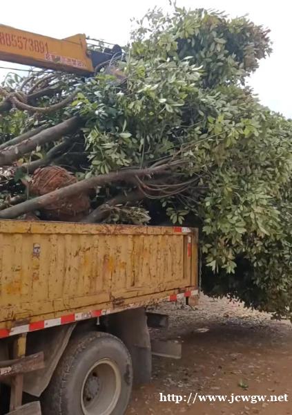 凯里随车吊出租价格是否包含操作人员费用?答案在这里 凯里随车吊出租价格是否包含操作人员费用?答案在这里