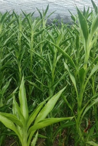 富贵竹基地——开启绿色财富之门