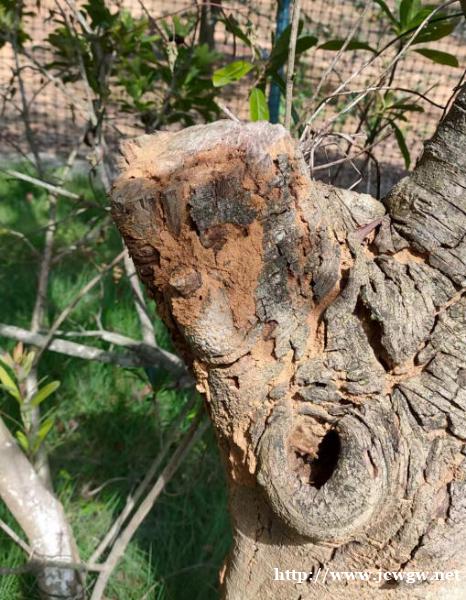 老房子白蚁问题严重,韶关有没有彻底根治白蚁的方法? 老房子白蚁问题严重,韶关有没有彻底根治白蚁的方法?