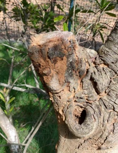 老房子白蚁问题严重,韶关有没有彻底根治白蚁的方法?